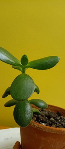 Glücksbaum Dickblatt Geldbaum Crassula Ocata zimmer pflanze abliger 13 cm groß - Bild 6 von 7