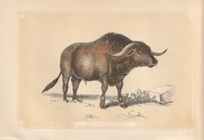 Der Syrische Ochse Rinder kolorierter Holzstich von 1851 Bicknell