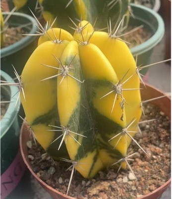 Stenosereus Pruinosus Variegated Cactaceae Cactus Succulent Plants High 10cm