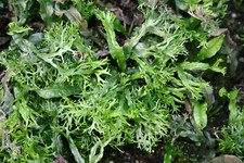 BUY 2 GET 1 FREE Microsorum Windelov Java Fern Windelov Fresh Aquarium Plant