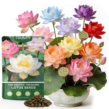 60 PCS Lotus Seeds for Planting in Water - Mixed Color Bowl Green