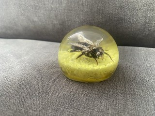 Insect Specimen In Resin Carpenter Bee Paperweight
