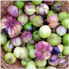 51+PURPLE DE MILPA TOMATILLO Seed Organic Summer Vegetable Garden Container Easy