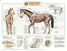 Equine Skeletal Anatomy Laminated Wall Chart LFA # 92535 Horse