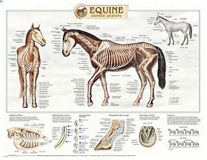 French Equine Anatomy Chart