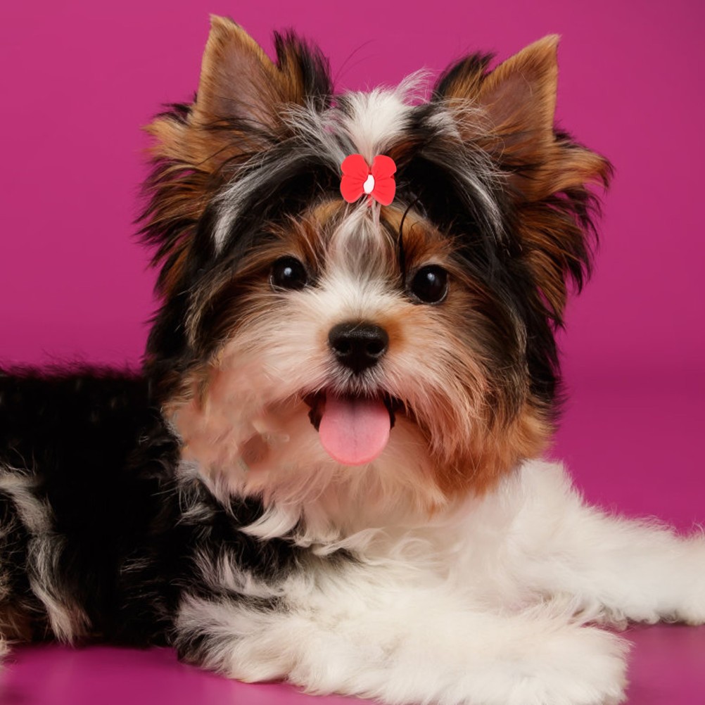 10 Pezzi Fermagli per Peli per Cani di Piccola Taglia Accessori per Animali Domestici Copricapo Fiocco Gomma foto 6