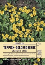 Waldsteinia ternata, Golderdbeere im 9x9cm Topf