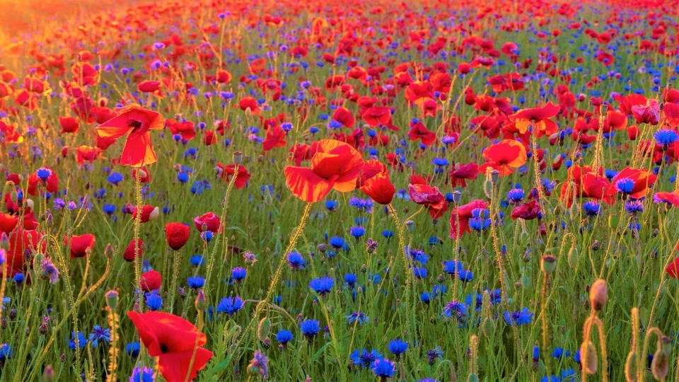 14000+ Samen 10 g Sommer Blumen Wiesen Mischung Bienen Wildblumen Mohn Kornblume - Bild 4 von 4