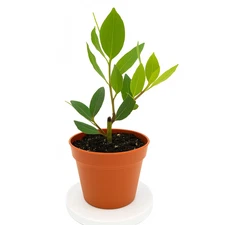 Laurus nobilis - 'Bay Leaf Tree' - Bay Laurel or Sweet Bay, 5 Gallon Ready