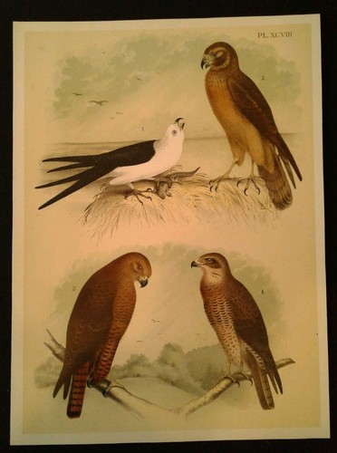 1878 Rare Antique Bird Print - Studer's Plate XCVIII - Various Birds
