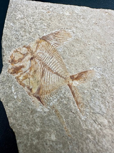 Fossil fish - Aipichthys velifer - Lebanon - Cretaceous - no restoration - Picture 2 of 6