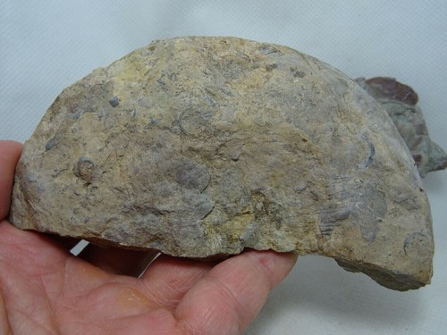 Secciones Ammonite carbonifero Leon España fosil carboniferous Goniatites GAS - Imagen 4 de 8