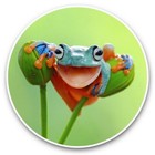2 x Vinyl Stickers 20cm  - Happy Tree Frog Wild Amazon Peru  #45295
