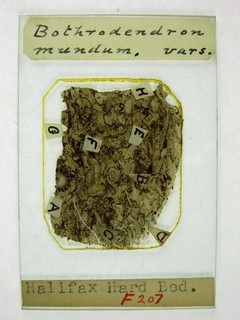 Oversized antique microscope slide by James Lomax. Plant fossils. Bothrodendron.