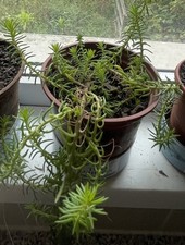 3x Sedum acre L. Trailing Succulent Plant in 9cm Pots,