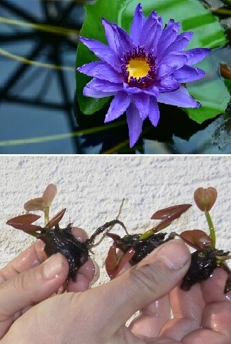 Jetzt pflanzen ! Blaue Seerose schnellwüchsige Pflanze Deko Samen