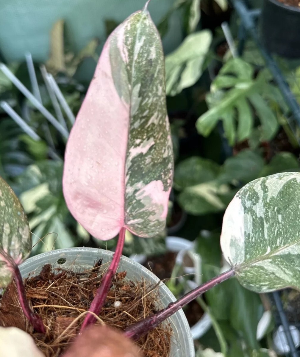 spider lily plants for sale Red Spider Lily Bulbs For Sale | Lycoris Red
