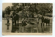 523251 CEYLON working elephants bathe Vintage RUSSIA Red Cross St.Eugenie