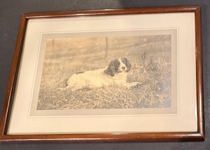 VTG or Antique ~ English Springer Spaniel or Setter Framed ~Print or Photograph