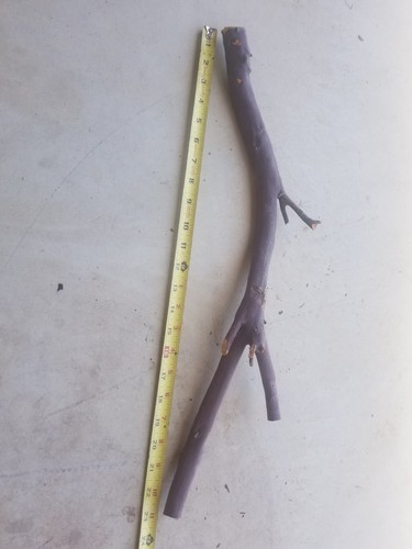 Red Manzanita branch 23" x 8" x 3" #113 - Picture 3 of 6