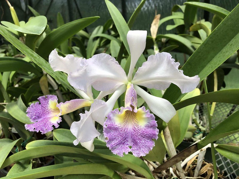 DO Clone - Cattleya Eleanor var. coerulea '#8', Orchid, rare blue form!