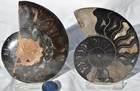 Large Black Ammonite PAIR Deep Crystals 110myo FOSSIL LRG 93mm 3.6"  9395ee — photo 3