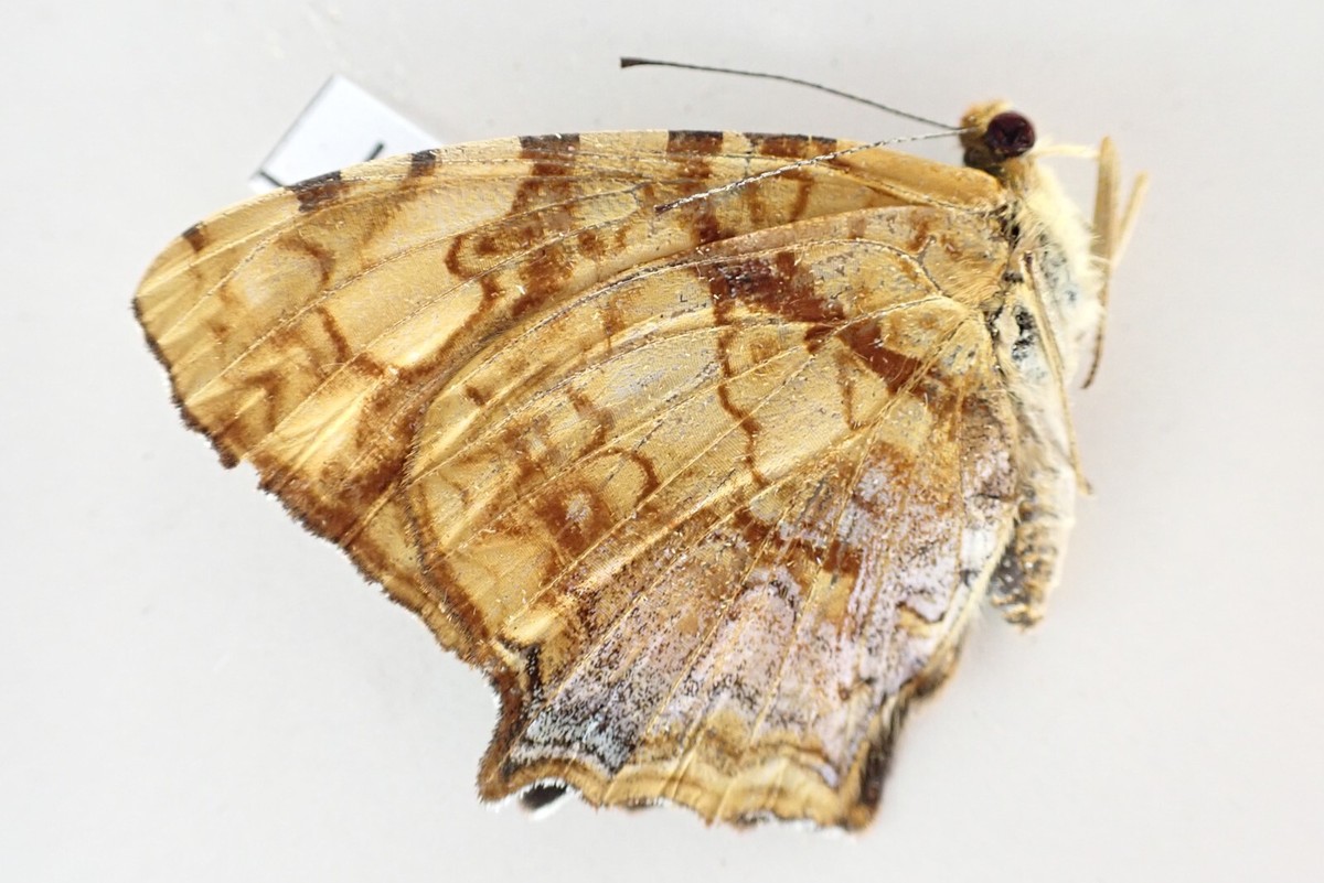 Pháp Dương Hiển $_57.JPG?set_id=880000500F