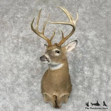 #28566 P | Whitetail Deer Taxidermy Shoulder Mount For Sale