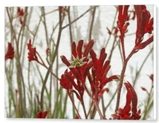Red Kangaroo Paw, 16"x20", Canvas Print