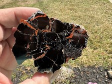 Emery County Petrified Wood ,Conifer, Polished Morrison Formation Utah Full Limb