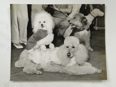Pudel Ginny Shiska Dog Fashion Show Selfridges London 1982 Vintage Foto