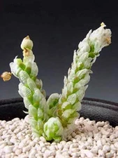 AVONIA RECURVATA, exotic succulent rare cactus anacampseros plant seed  30 SEEDS
