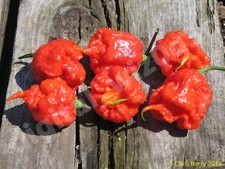 Red Carolina Reaper Organic Pepper 25+ Seeds - Harvested 2025