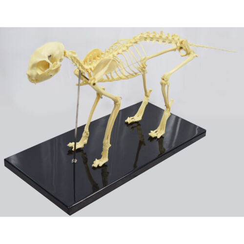 Feline Skeleton Anatomical Model Standard Size Veterinary Animal Education Model 748497557231 | eBay Feline Skeleton Anatomical Model Standard Size Veterinary Animal Education Model 748497557231 | eBay