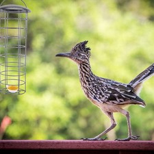 Wild Bird Hanging Feeders Birdfeeders for Small Birds Outdoors Novelty
