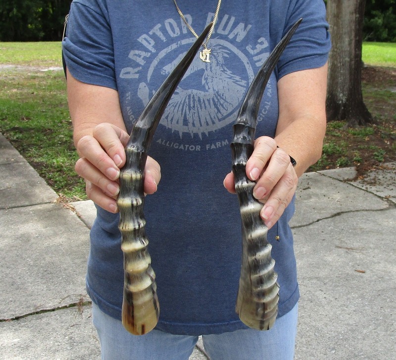 2-piece lot of 13-14 inch Polished Blesbok Horns taxidermy # 52021