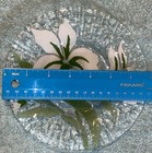 Picture 5 of 5