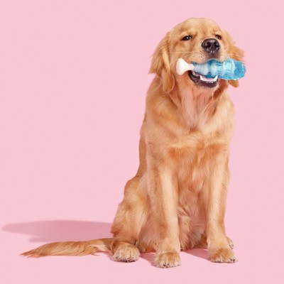 BARK Dandy Blue Rock Candy Dog Chew Toy   All Sizes, Durable & Safe