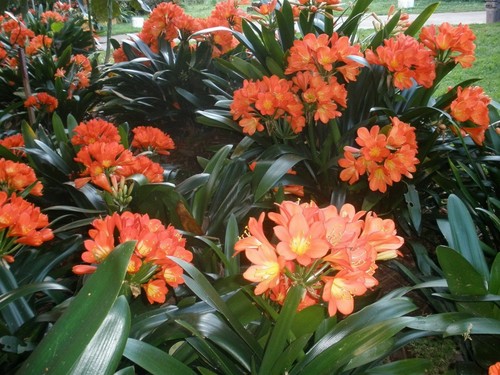 10 BRIGHT ORANGE CLIVIAS, 10 plants for $100 - Picture 3 of 7