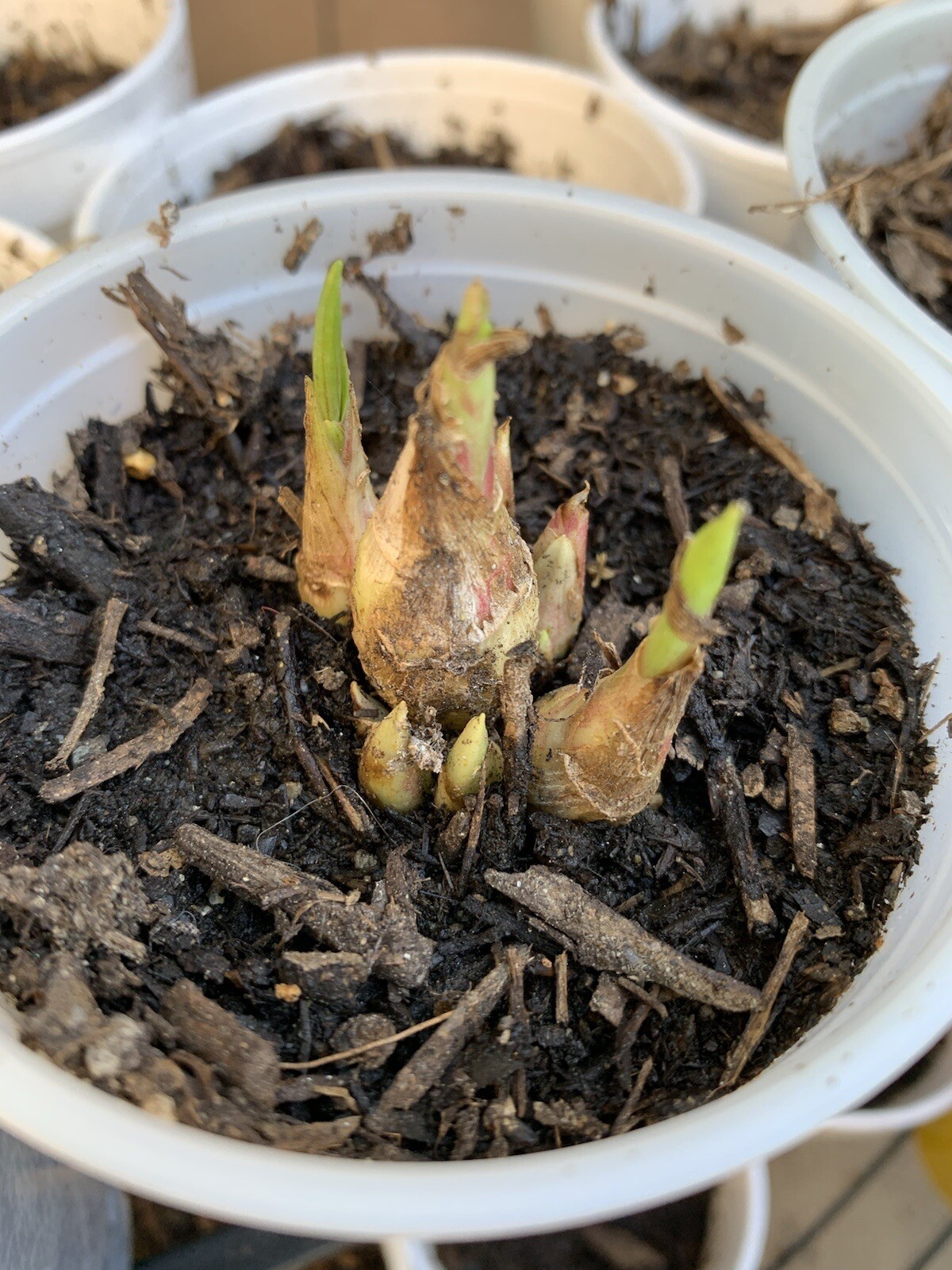 Picture 17 of 18