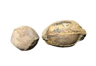 Mississippian Pitkin Imo Fm rare plant seed or nut fossils Leslie Arkansas