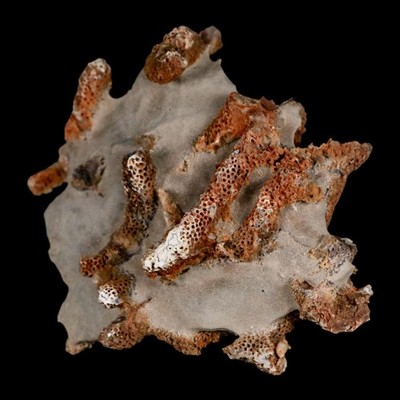 3.5'' Thamnopora SP Coral Fossil Coral Reef Devonian Age Verde Valley, Arizona