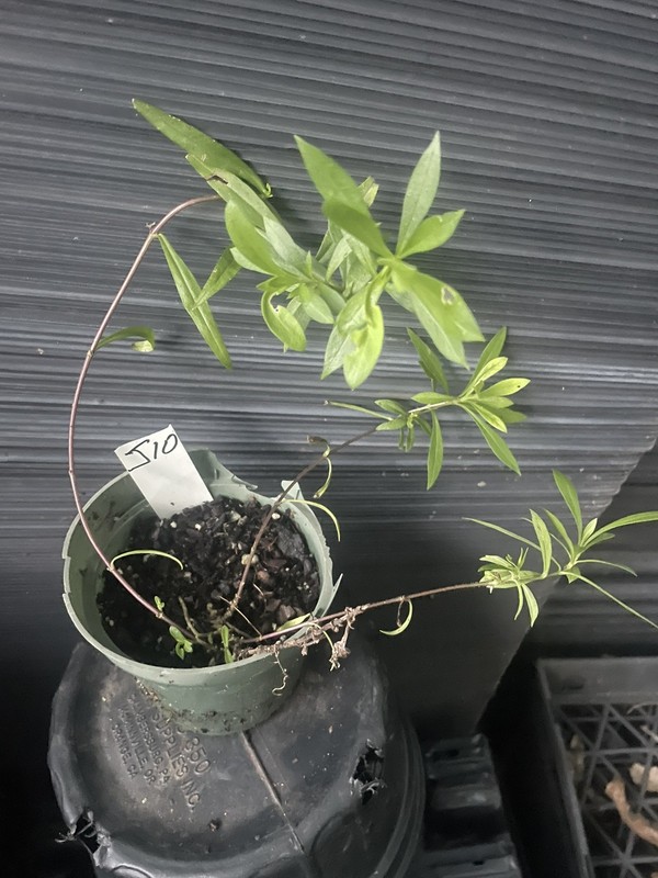 Eco Happy Traveler Phlox