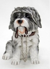 Grey & White Shih Tzu Sitting With Lead In Mouth Walkies Dog studies by Leonardo
