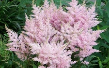 2 ASTILBE YOUNIQUE SILVERY PINK Perennial Plants *Easy to Grow & Great for Shade