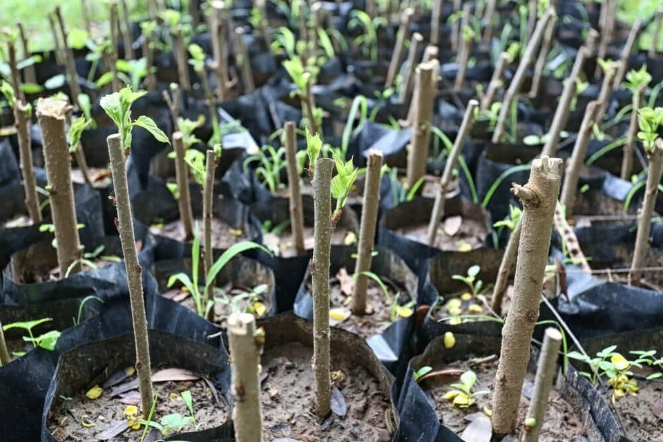 🌺🌺 MADAGASCAR hibiscus MOSCHEUTOS mallow  Malvaceae STARTER 7 cuttings HS6813 - Image 3 of 4