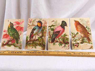 Lot of 4 Victorian Trade Cards Colorful Wild Birds Holly Trees Butterfly Bee F43