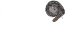 Carhartt Men's A0005510 Anvil Belt - 50 - Anvil Black