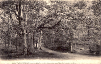 Fontainebleau La Foret Le Carrefour du Nid de l'Aigle Vintage Unmarked Postcard