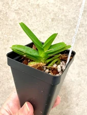 Aerides (Vanda) houlletiana alba | seedlings | SapphireChild Orchids
